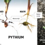 Pythium infected corn plants