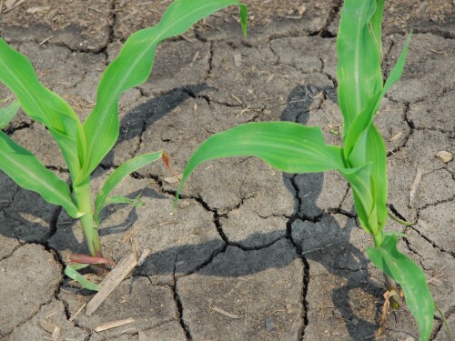 drought conditions