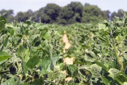 On both sides of the dicamba issue, Arkansas growers are forced to walk a high-wire in a farming atmosphere fraught with fears, threats and entrenched opinions.