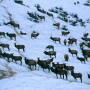 Elk winter feedgrounds could increase the risk of disease, such as brucellosis that can spread to cattle, due to the concentration of animals and unnaturally large elk populations. 