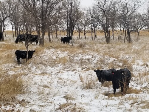 Cows in snow NDSU