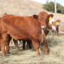 Stockers UNL