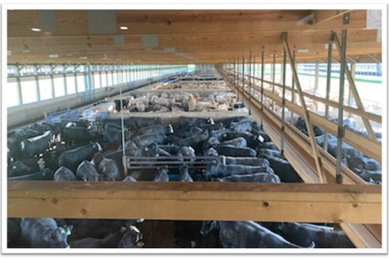 Cattle feeding barn. 