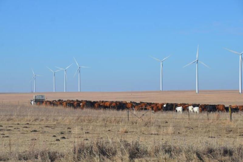 Cows wind turbines