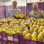Bernie Pina (left), director of mango sales, and Chris Ciruli, partner at Ciruli Bros., check out Champagne mangoes from Chiapas, Mexico. Champagne mangoes, the company’s signature item, should peak during the second week of March, Ciruli says.