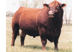 Red Angus bull - RAAA