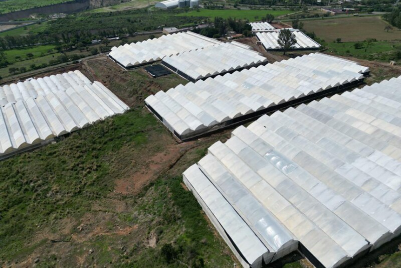 Fresh Farms expands green bell pepper production