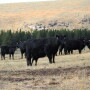 BT_Wyoming_Range_Cows_Calves.JPG