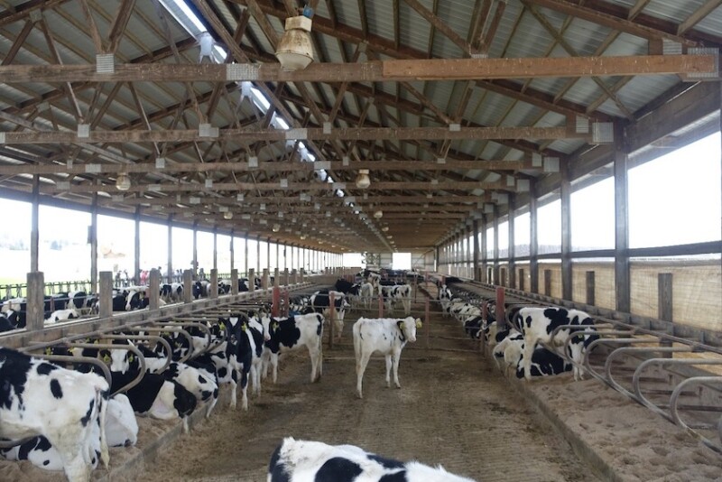 Freestall Heifers