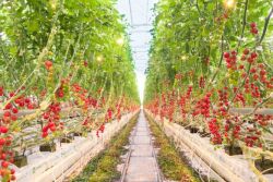  Cherry tomatoes growing at Pure Flavor's Fort Valley, Ga., greenhouse.