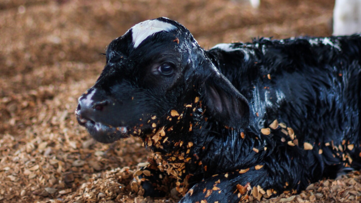 Calastros Is Your Maternal Colostrum Optimizing Calf Success? - Dairy Herd
