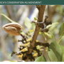 Almond Tree