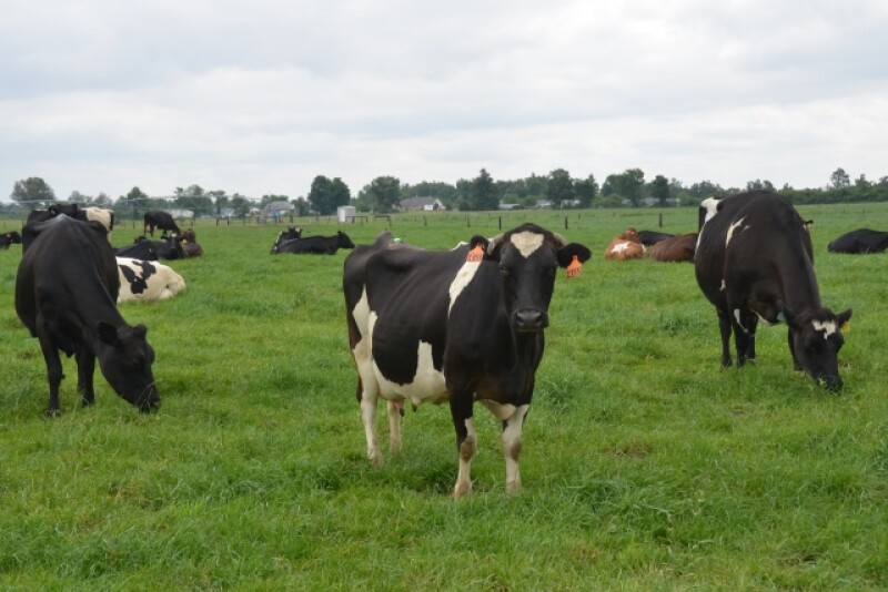 DT_Dairy_Cows_Grazing