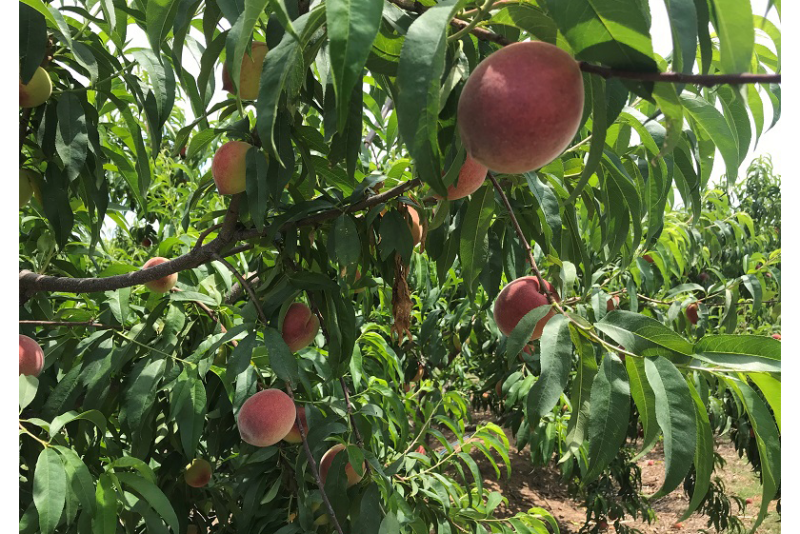 South Carolina peaches