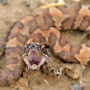 Cottonmouth