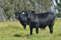 BT_Stocker_Cattle