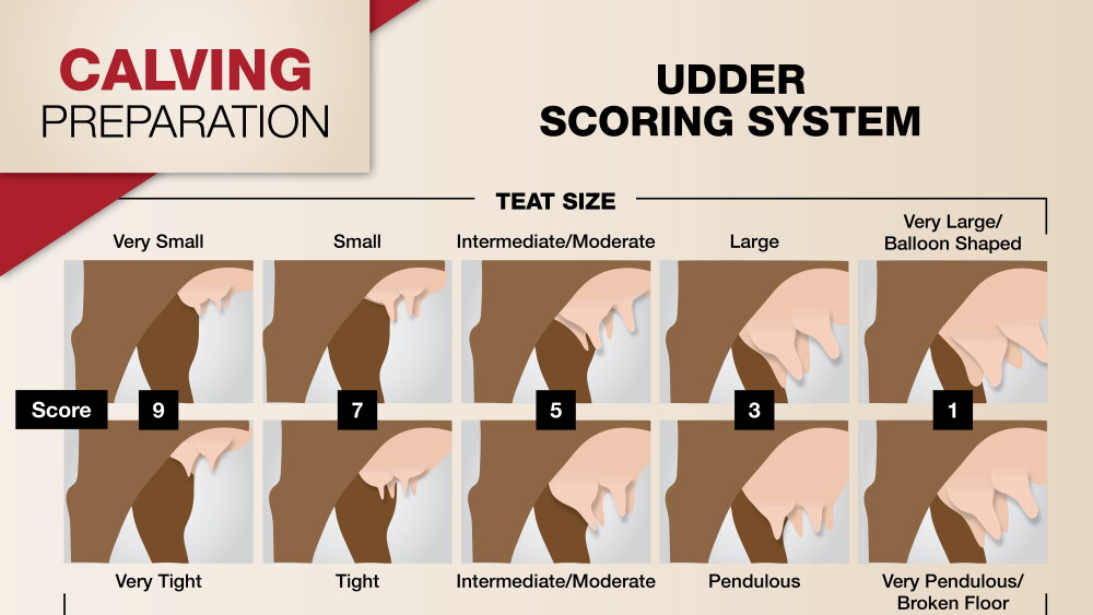 Grade Cow Winter Feeding Strategies for Beef Cows - Drovers