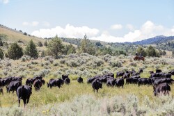 Morgan Ranches, Idaho