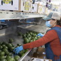 del rey packing line