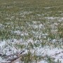 winter wheat