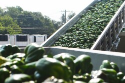 Truckload of harvested green bell peppers
