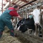 Holstein Heifers with Veterinarian