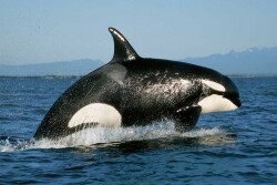 Orcas are threatened by the decline in salmon populations.