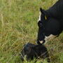 Newborn calf