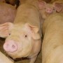 CAFO pigs