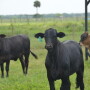 BT_Replacement_Heifers