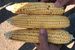 “When we measure that grain length, when we count the kernel rows and the populations, we're not accounting for any of the difference in the maturity in those basic raw numbers,” he said.