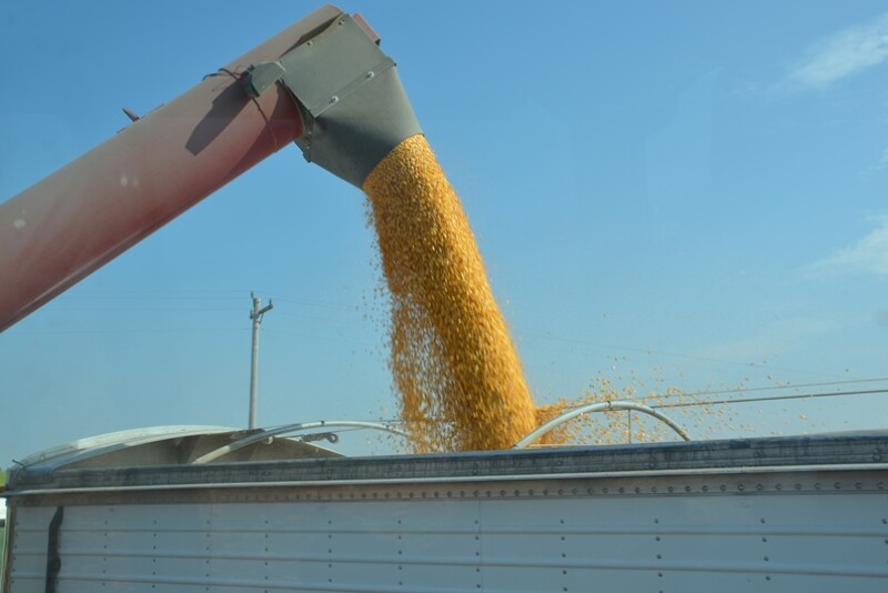 Harvest is when farmers see how decisions pay off in grain.