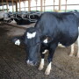 DT_Dairy_Cow