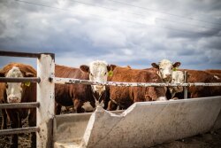 AHA feedlot