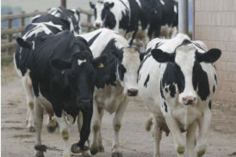 British_dairy_cows_NFU_12-2014