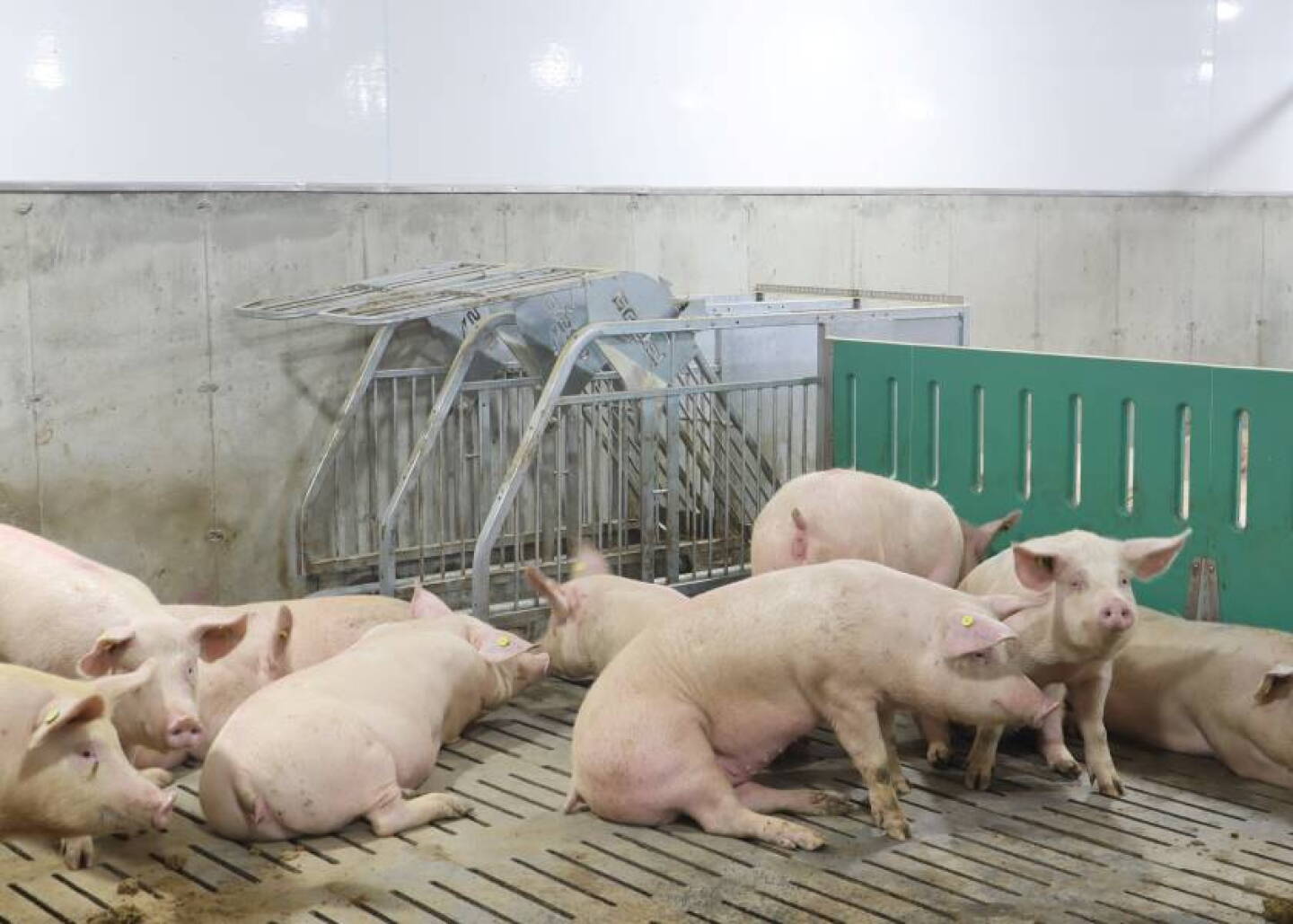 While producers cannot control market volatility or weather, gilt selection is entirely within their power.