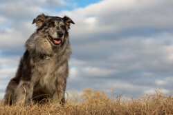 Farm dog