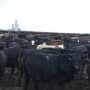 BT_Feedlot_Cattle