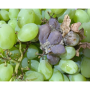 Chilean grapes