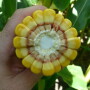 Corn Kernels
