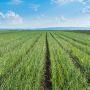 Wada onion field