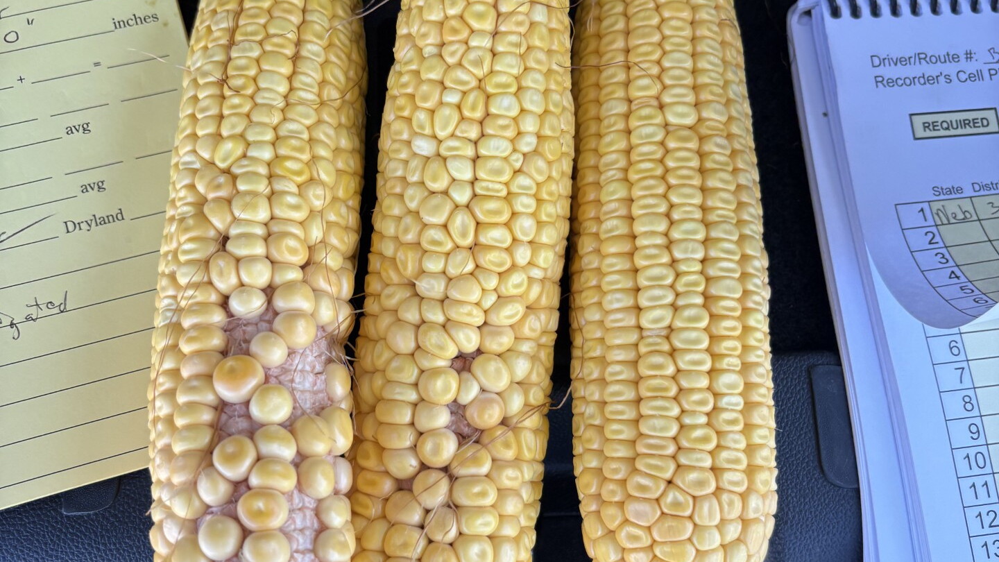 Preliminary route reports from the western leg of the Crop Tour - Pro Farmer image