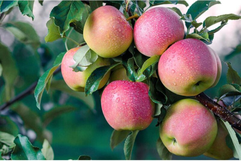 Ambrosia-apples-viva-Tierra.jpg