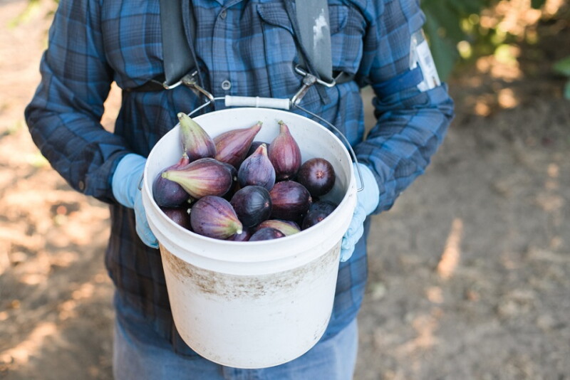Fig harvest
