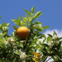 Florida citrus