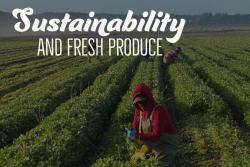 sustainability