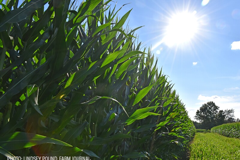 Corn field - Lindsey Pound