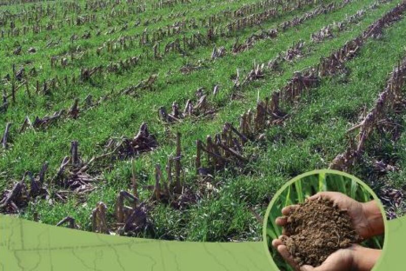 covercrop
