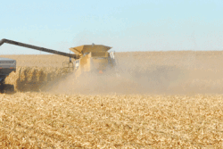 corn harvest