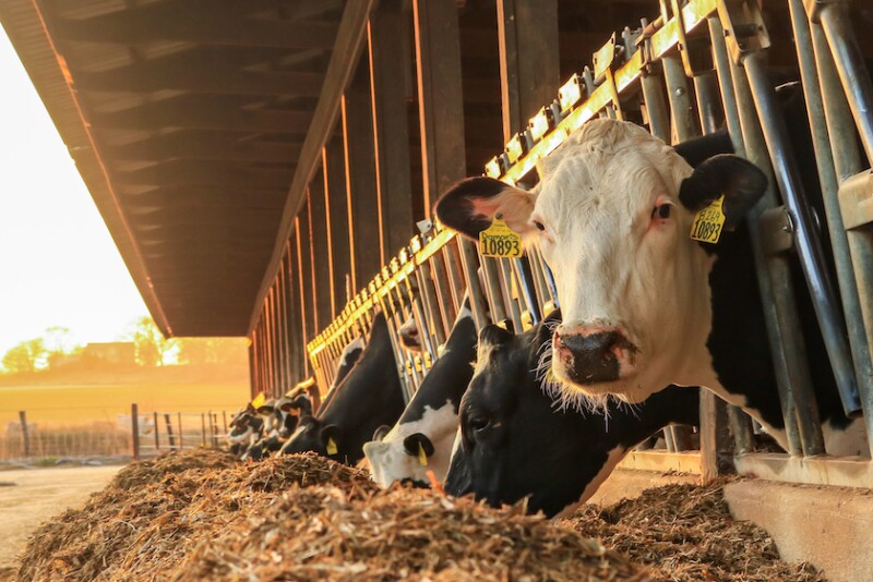 Rumen pH is highly influential on how milkfat production can be maximized. 